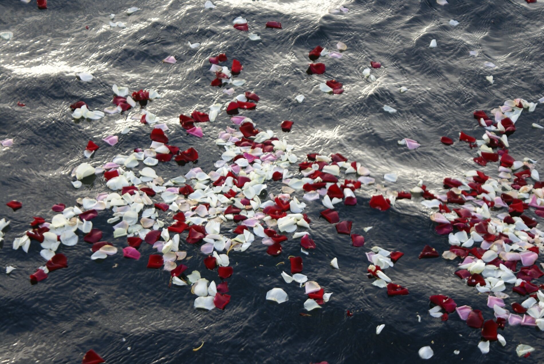 愛媛 海洋散骨